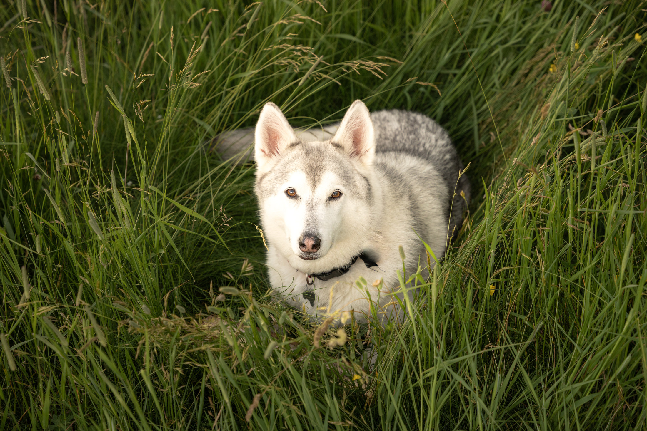 Pet Story photograph 1