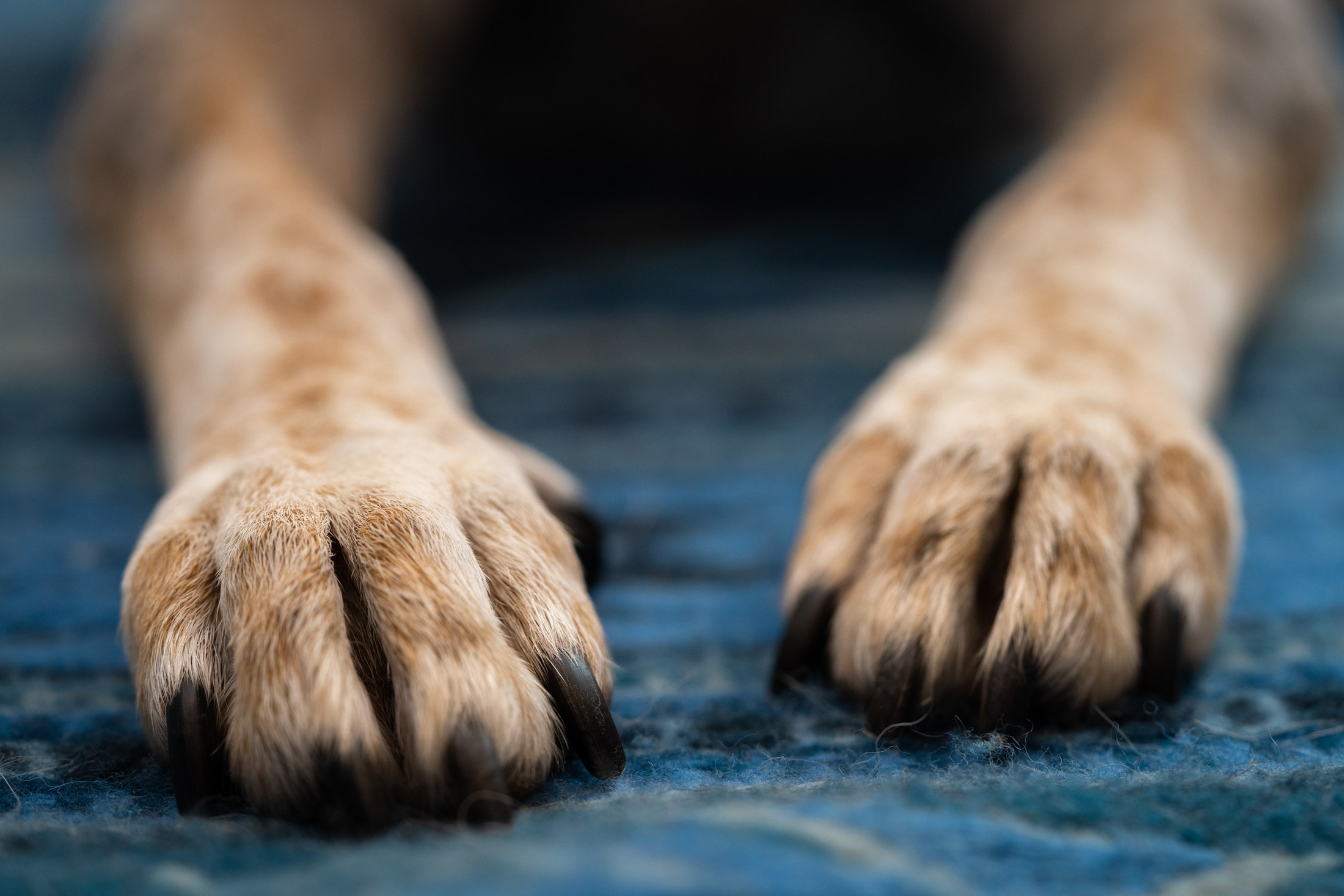 Pet Story photograph 3