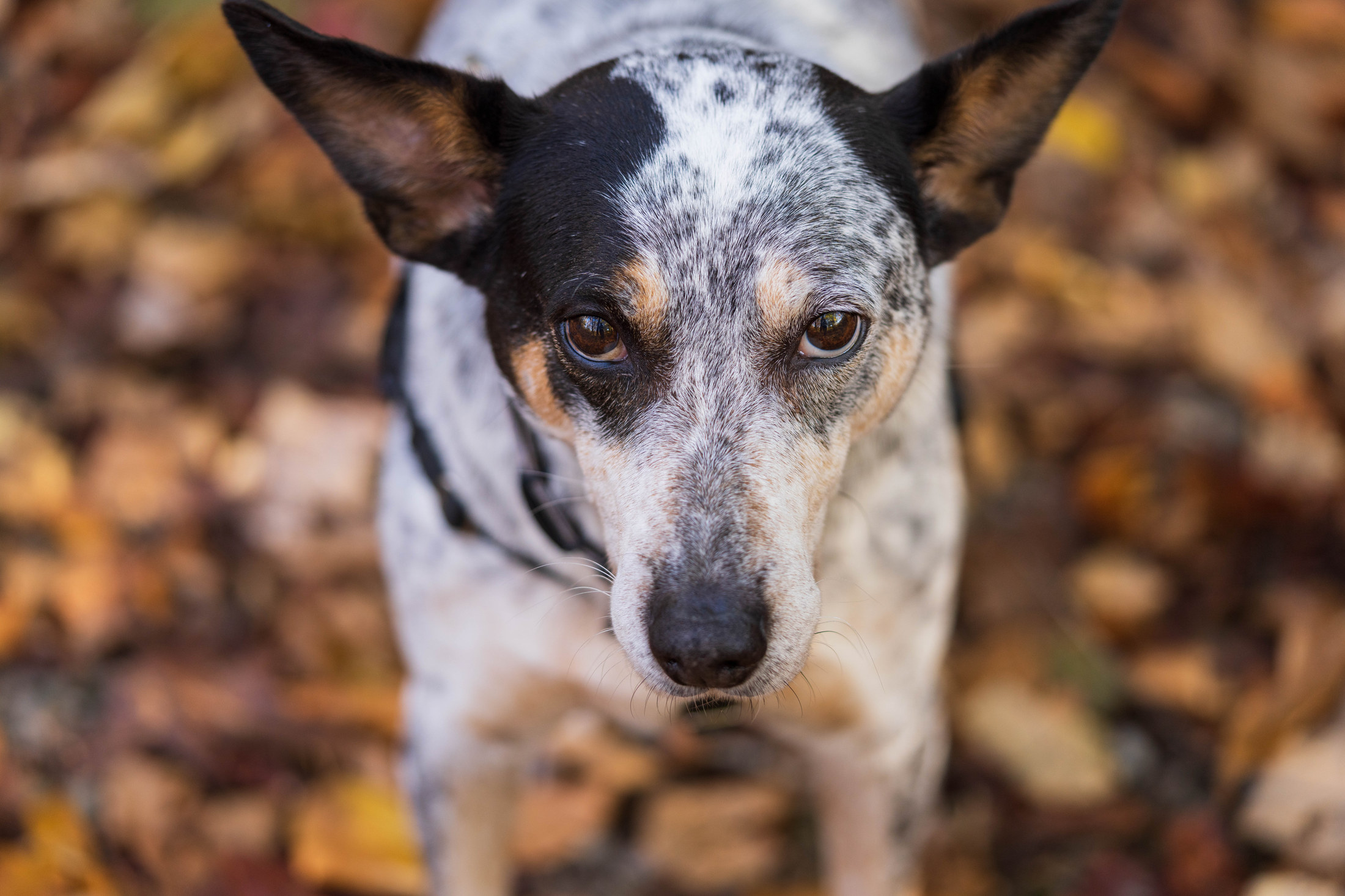 Pet Story photograph 5